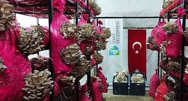 Kocaeli İzmit Belediyesi, vatandaşları istiridye mantarı ile buluşturuyor