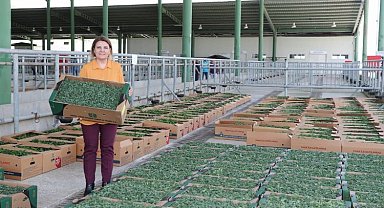 Kocaeli İzmit'te binlerce sebze fidesi dağıtıldı