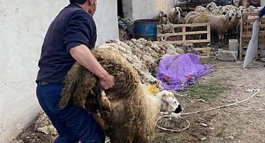 Niğde'de çalınan 70 küçükbaş hayvan sahibine teslim edildi