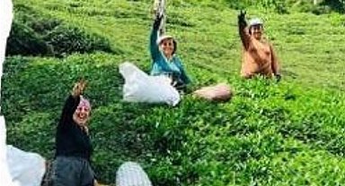 Rize'de çay üreticisi hayal kırıklığında