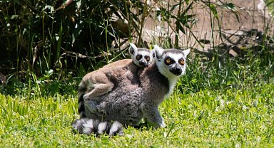Yavru lemur, Ormanya ailesine katıldı