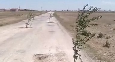 Böyle tepki görülmedi! Aksaray'da bozuk yola ağaç diktiler