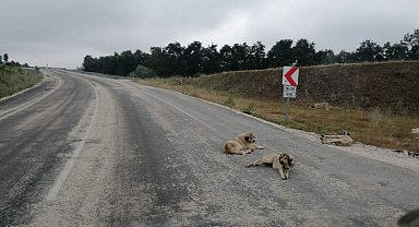 Bursa-Bilecik Pazaryeri karayolunda sürücüler zor anlar yaşıyor