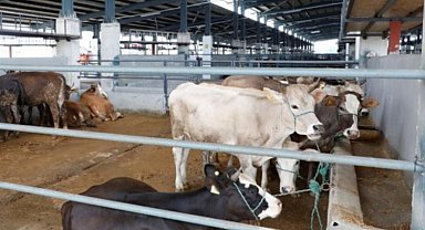 Bursa İnegöl'e kurbanlıklar gelmeye başladı
