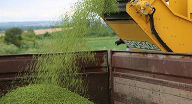 Bursa Karacabey'de bezelye hasadı