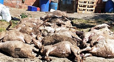 Bursa Mudanya kırsalında başıboş köpek saldırısı: 20 koyun telef oldu!