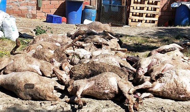 Bursa Mudanya kırsalında başıboş köpek saldırısı: 20 koyun telef oldu!