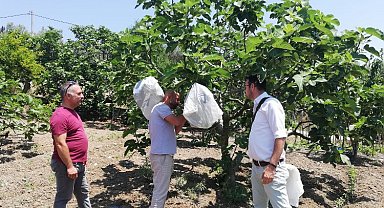 Bursa Mudanya'da incir sahalarında dal izolasyonu yapıldı