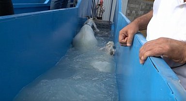 Bursa Mustafakemalpaşa'da koyunlara özel banyo