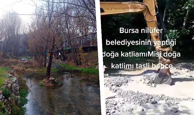 Bursa Nilüfer Belediyesi'nden Misi'de doğa katliamı!