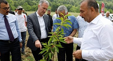 Bursa'da kestane İnegöl'de hayat bulacak