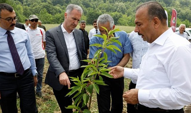 Bursa'da kestane İnegöl'de hayat bulacak