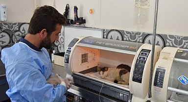 Bursa'da yaralı hayvanlara Yıldırım'da sıcak yuva
