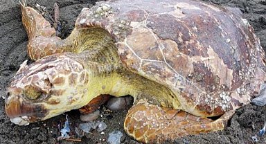Caretta carettalar Hatay'da hayata tutundu
