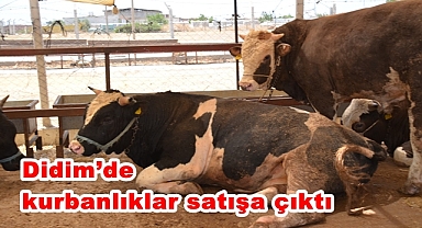 Didim'de kurbanlıklar satışa çıktı