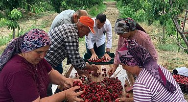 Edirne Enez'de 'Çeribaşı Kirazı'nda hasat zamanı