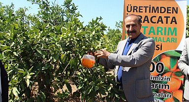Gümüldür mandalinasına 'tuzak'lı koruma