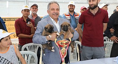 Kayseri Talas'ta Çoban Köpekleri Güzellik Yarışması