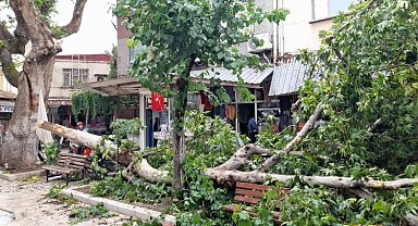 Manisa Akhisar'da şiddetli fırtına ağaçları devirdi