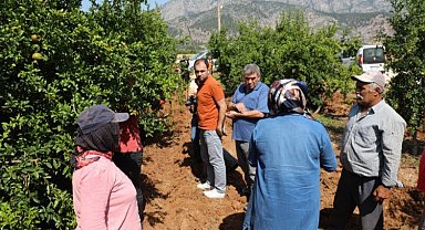 Narenciye ve nar ağaçlarını avcı böcek koruyacak