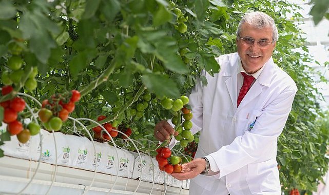 Sakarya'da domatesler serada kızarıyor... Hasat yakında başlayacak