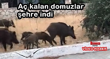 AÇ KALAN DOMUZLAR ŞEHRE İNDİ