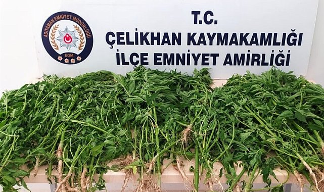 Adıyaman Çelikhan'da tütün tarlasındaki kenevire tutuklama