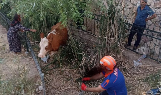 Adıyaman'da AFAD ekipleri ineği dereden kurtardı!