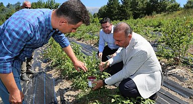 Bursa Keles'te kanadı noktalı sirke sineğine 'tuzak'lar kuruldu