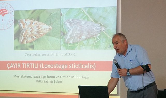Bursa Mustafakemalpaşa'da çayır tırtılı mücadelesine drone desteği