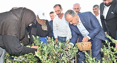 Bursa Orhaneli'de yaban mersininde hasat vakti