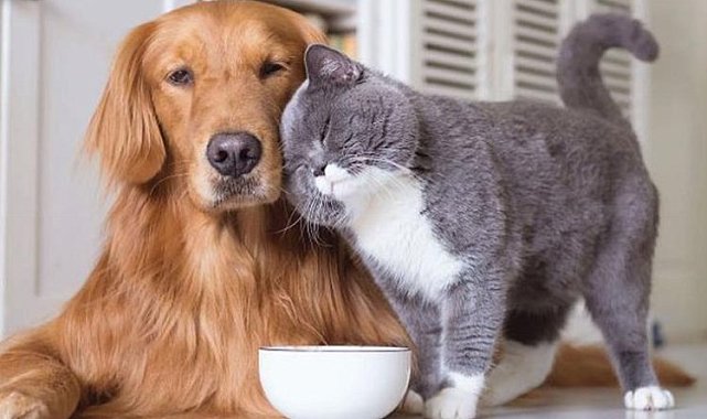 Bursa'da Saadet Partililerden 'petshop' eleştirisi