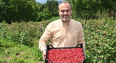 Bursalı çiftçinin hasat bayramı