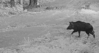 Düzce'de yaban hayatı fotokapanlara yansıdı