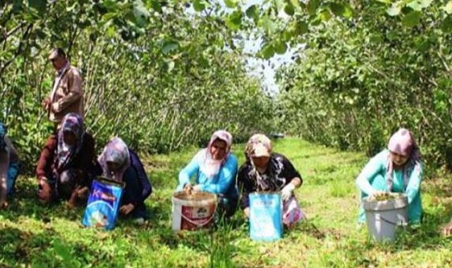 Fındık toplama yevmiyesi belli oldu