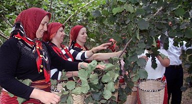 Fındıkta hasat artık çok kolay