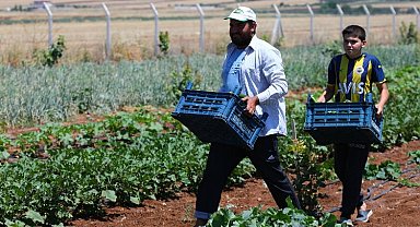 Gaziantep'te fidelerden ilk mahsuller alındı