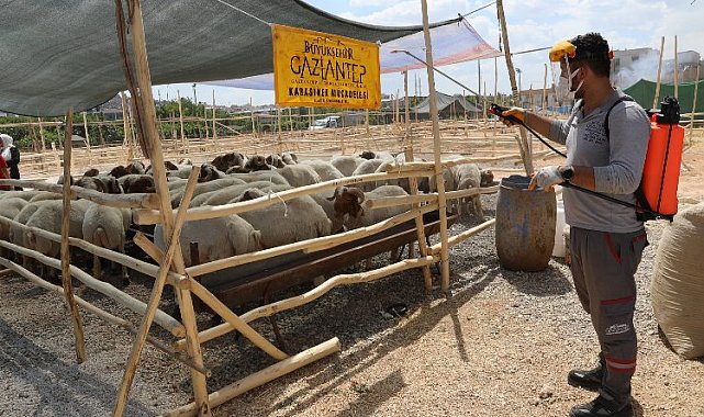 Gaziantep'te kurbanlık alanlar ilaçlanıyor