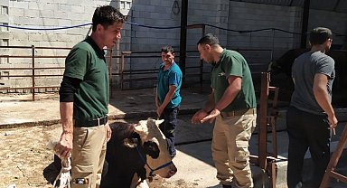 Gaziantep'teki TİM ilk görevini yaptı... Kaçan dana sahibine teslim edildi