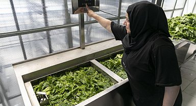 Güneş enerjisi ile kurutma tesisinde üretim