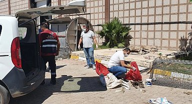 Hatay'da katledilen köpeklerle ilgili Büyükşehir'den suç duyurusu