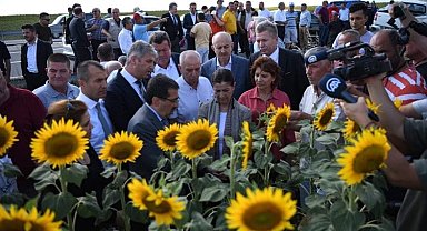 Keşan'da çayır tırtılı istilası