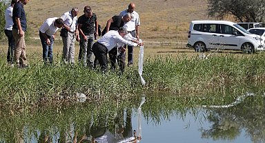 Kütahya Yedigöller'e 150 bin adet balık bırakıldı