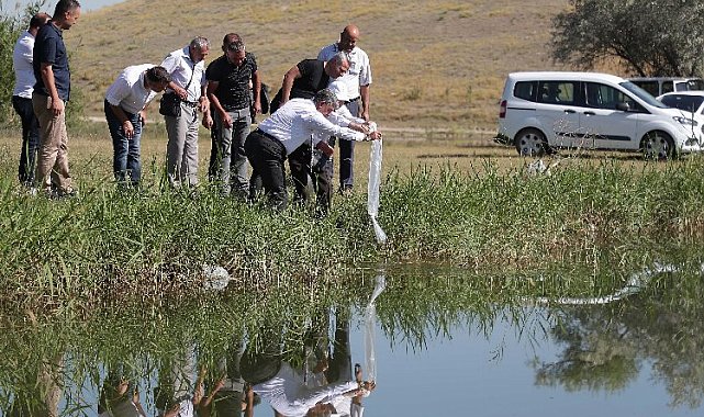 Kütahya Yedigöller'e 150 bin adet balık bırakıldı