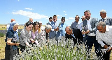 Malatya Arguvan'da lavanta hasadı