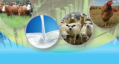 Manisa'da hayvancılık sektöründe sorunlar çığ gibi