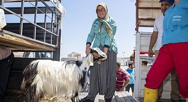 Mersin'de üreticiye küçükbaş hayvan desteği