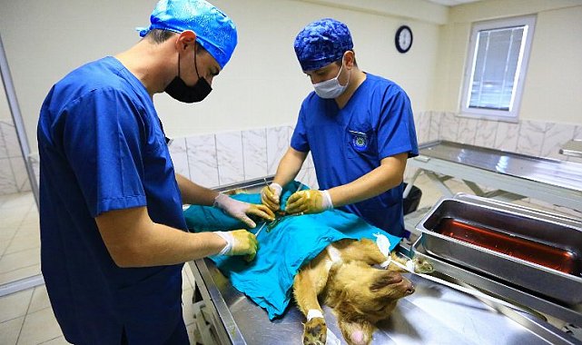Muğla'da 26 bin 529 hayvan tedavi edildi