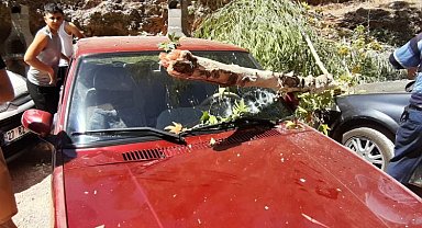 Adıyaman Besni'de otomobilin üstünde ağaç devrildi