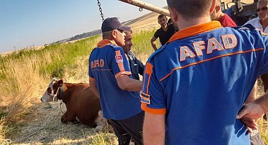 Adıyaman'da AFAD ekipleri kanala düşen ineği kurtardı